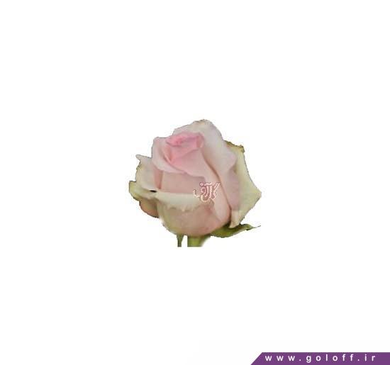 قشنگترین گل رز - گل رز هلندی ننا - Rose | گل آف